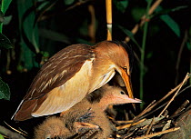Little bittern female +and chick beak holding, begging food. River Po, Italy {Ixobrychus minutus}