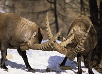 Alpine ibex {Capra ibex ibex} males fighting with horns locked, Gran Paradiso NP, Italy