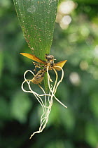 Braconid wasp {Braconidae} covered in parasitic fungal growth {Cordiceps sp} Amazonia, Ecuador