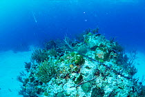 Anchor chain lying across coral reef, Bahamas.
