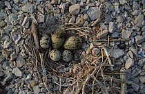 Common tern {Sterna hirundo} and Little tern {Sterna albifrons} eggs in nest, Camargue, France