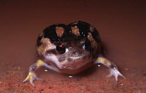Rain frog after rain (Breviceps namaquensis) Groen River, Namaqualand, Namibia