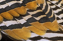 Feather detail of Lichtenstein's sandgrouse {Pterocles lichtensteinii} Oman