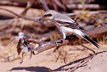 Steppe grey shrike {Lanius excubitor pallidirostris} with prey on spike. Dauka, Oman