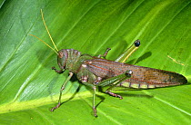 Lubber grasshopper (Romaleidae) Iwokrama Reserve, Guyana