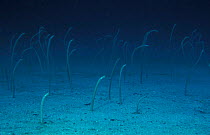 White spotted garden eels {Gorgasia maculata} Spice Is, Indonesia