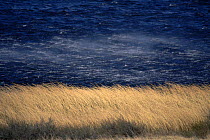 Wind blowing across lake and through grass, Torres del Paine NP, Chile