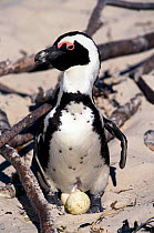 Black footed penguin incubating eggs, South Africa
