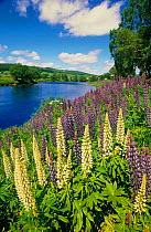 Garden Lupins {Lupinus polyphyllus} naturalised beside River Spey, Grantown-on-Spey, Scotland
