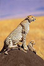 Cheetah with 3 month cubs on termite mound {Acinonyx jubatus} Maasai Mara, Kenya