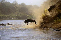 Wildebeest jumping into Mara River {Connochaetes taurinus} Masai Mara GR, Kenya