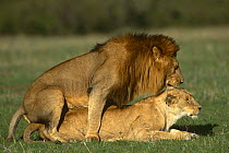 Lions mating {Panthera leo} Masai Mara, Kenya,