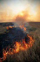 Bush fire, Maasai Mara, Kenya, East Africa