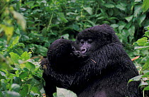 Mountain gorilla female + young {Gorilla g beringei} Mgahinga NP, Uganda, East Africa Kaboko