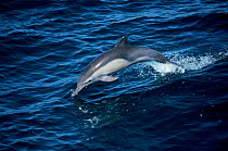 Common Dolphin porpoising {Delphinus delphis} Azores