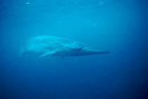 Bryde's whale underwater {Balaenoptera edeni} off Mexico