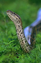 Rock python {Python sebae} Kenya