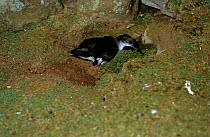 Manx shearwater in burrow {Puffinus puffinus} Skomer Is, Wales, UK
