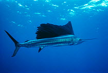 Pacific sailfish {Istiophorus platypterus} Cocos Islands, off Costa Rica