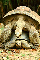 Aldabra tortoises mating {Geochelone gigantea} Aldabra Zoo, Seychelles captive