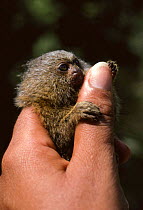 Pygmy marmoset being held in hand {Cebuella pygmaea}, Amazonia, Brazil, South America