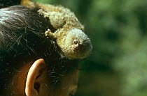 Pygmy marmoset {Cebuella pygmaea} cleaning head / eating lice of native woman, Amazonia, Brazil