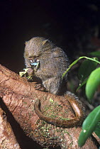 Pygmy marmoset (Cebuella pygmaea) in tree feeding, Amazonia, Brazil