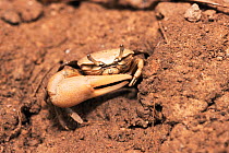 Fiddler crab {Uca genus} Coroni Swamp, Guyana, Caribbean.  Note large claw