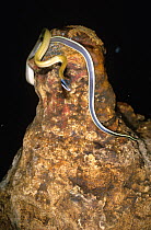 Bornean cave racer snake {Elaphe taeniura grabowskyi} Mulu Caves, Sarawak, Borneo, Malaysia