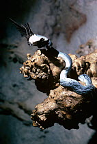 Bornean cave racer snake {Elaphe taeniura grabowskyi} feeding on a Swift that it has caught, Mulu Caves, Sarawak, Borneo, Malaysia