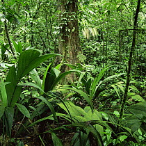 Tropical rainforest interior, Carara Natural Reserve, Costa Rica