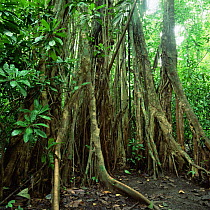 Tropical rainforest interior with Strangler fig roots, Carara NR, Costa Rica