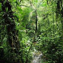 Tropical rainforest interior with stream, Monteverde Natural Reserve, Costa Rica