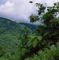 Looking out over tropical rainforest canopy, Braulio Carrillo NP, Costa Rica