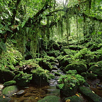 Tropical rainforest with stream, Braulio Carrillo NP, Costa Rica