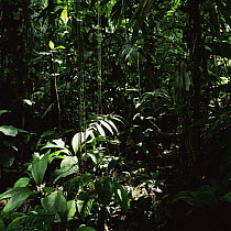 Tropical rainforest interior, Braulio Carrillo NP, Costa Rica