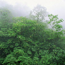 Tropical rainforest canopy in mist, Braulio Carrillo NP, Costa Rica