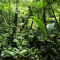 Tropical rainforest interior, Braulio Carrillo NP, Costa Rica