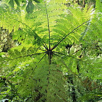 High angle view through Tree fern, Monteverde Natural Reserve, Costa Rica