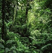 Tropical rainforest interior, Monteverde Natural Reserve, Costa Rica