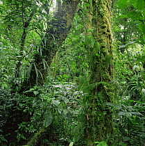 Tropical rainforest interior, Monteverde Natural Reserve, Costa Rica