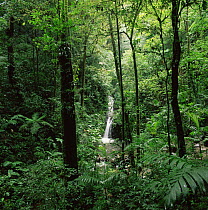 Tropical rainforest interior with waterfall, Monteverde NR, Costa Rica