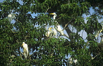 Great egret {Ardea alba} nesting colony, Ibera Marshes, Argentina