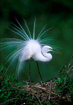 Great egret courtship display {Ardea alba} Florida, USA Venus rookery