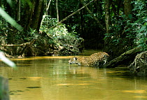 Wild male Jaguar {Panthera onca} wading across rainforest river, Amazonia, Brazil