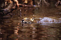Wild Jaguar male (Panthera onca) swimming through flooded forest, Amazonia, Brazil