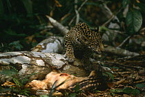 Jaguar {Panthera onca} cub feeding on Paca killed by mother, Amazonia, Brazil. Captive.