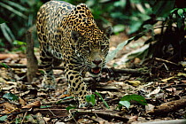 Wild jaguar in tropical rainforest {Panthera onca} Amazonia, Brazil. South America