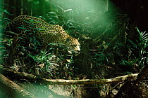 Wild Jaguar male in rainforest {Panthera onca} Amazonia, Brazil, South America