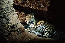 Jaguar female and 4-day-old cub in birth den {Panthera onca} Amazonia, Brazil, South America. Captive.